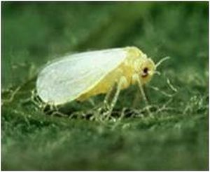 uploads/images/pest/papaya whitefly.jpg